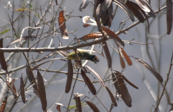 Coppersmith Barbet - ML617289428