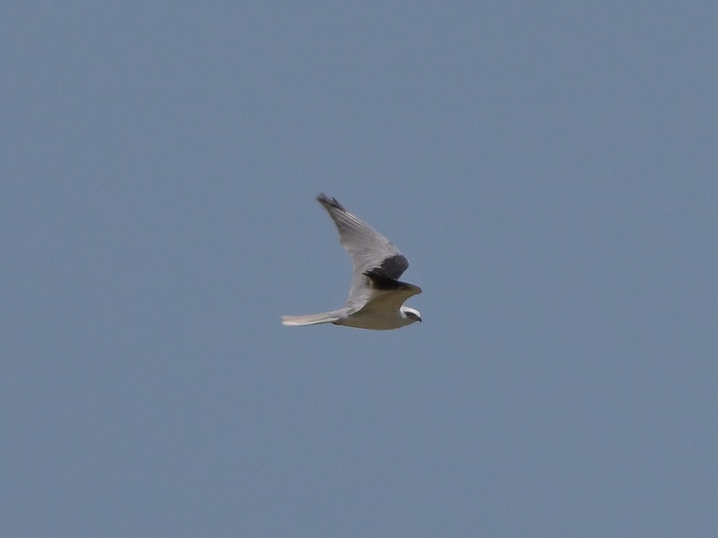 White-tailed Kite - ML617289436