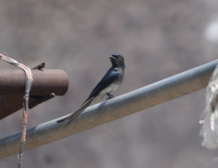 Drongo à ventre blanc - ML617289437