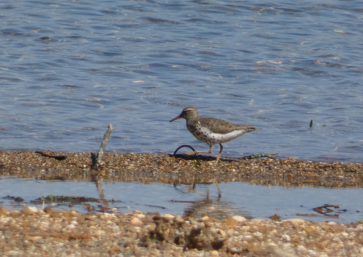 Spotted Sandpiper - ML617289445