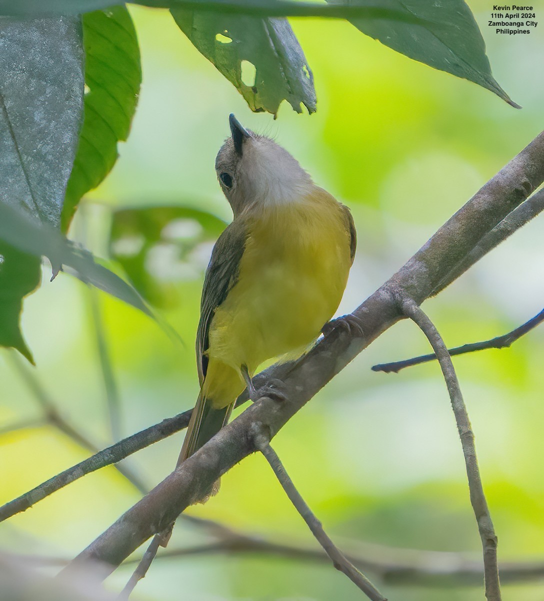 Yellow-bellied Whistler - Kevin Pearce