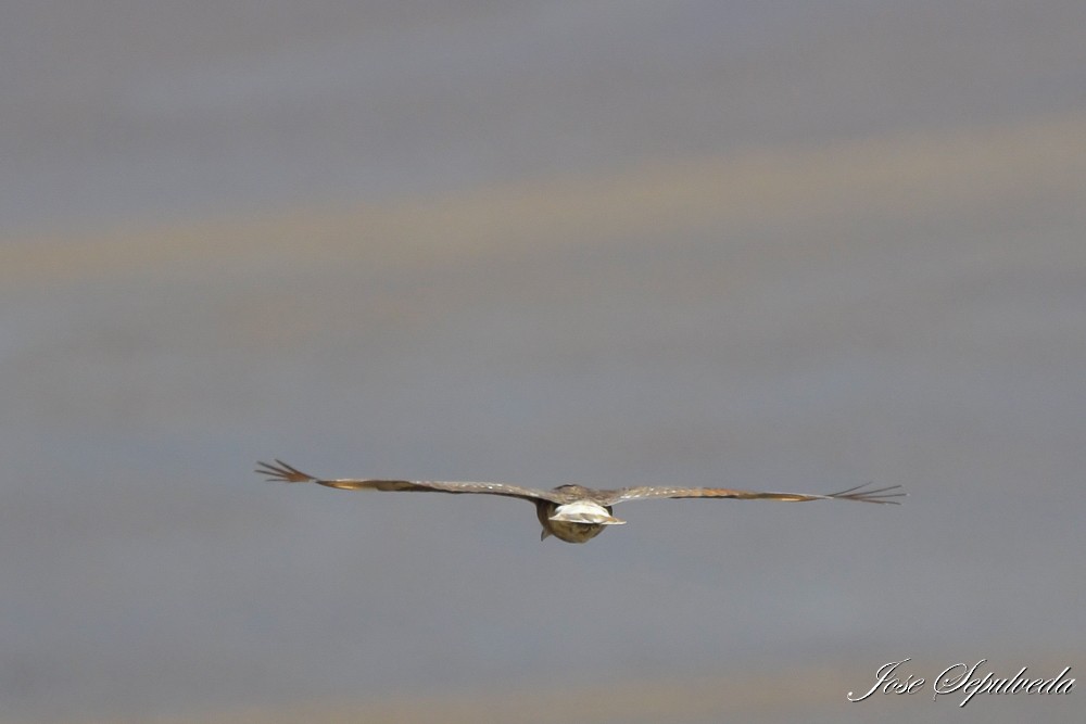 Mountain Caracara - ML617289451