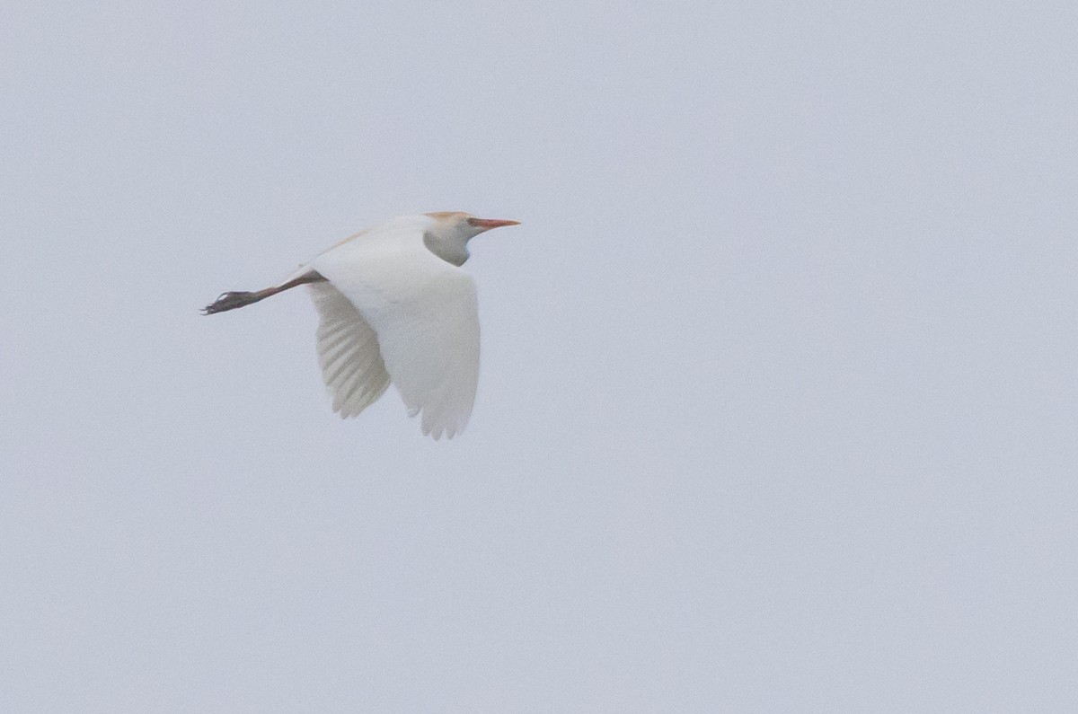 Western Cattle Egret - ML617289453