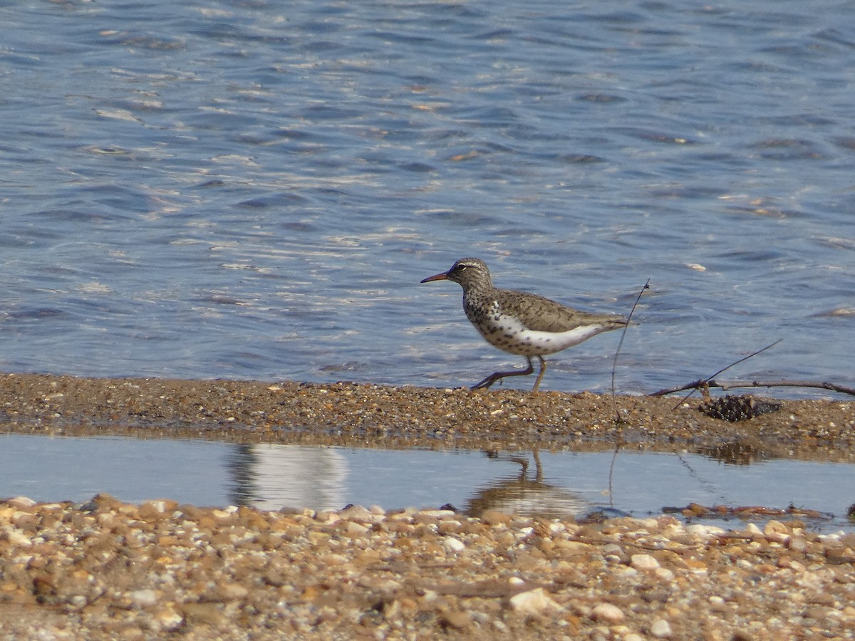 Spotted Sandpiper - ML617289454