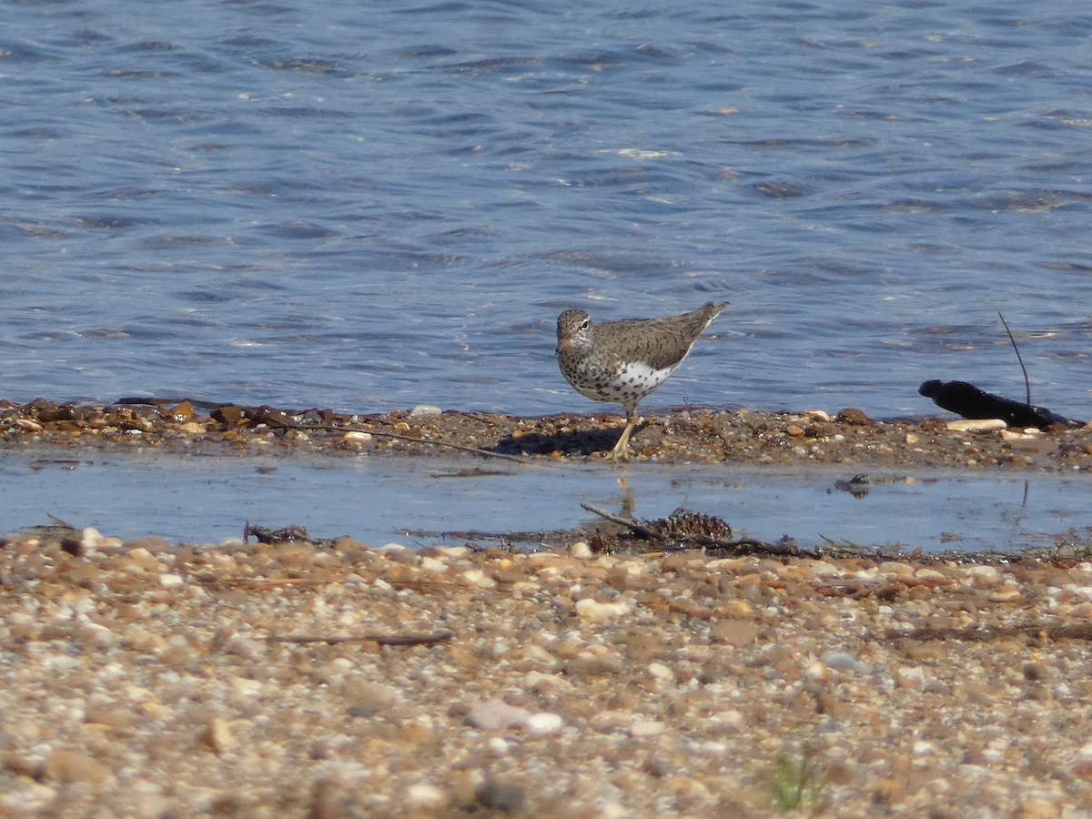 Spotted Sandpiper - ML617289455