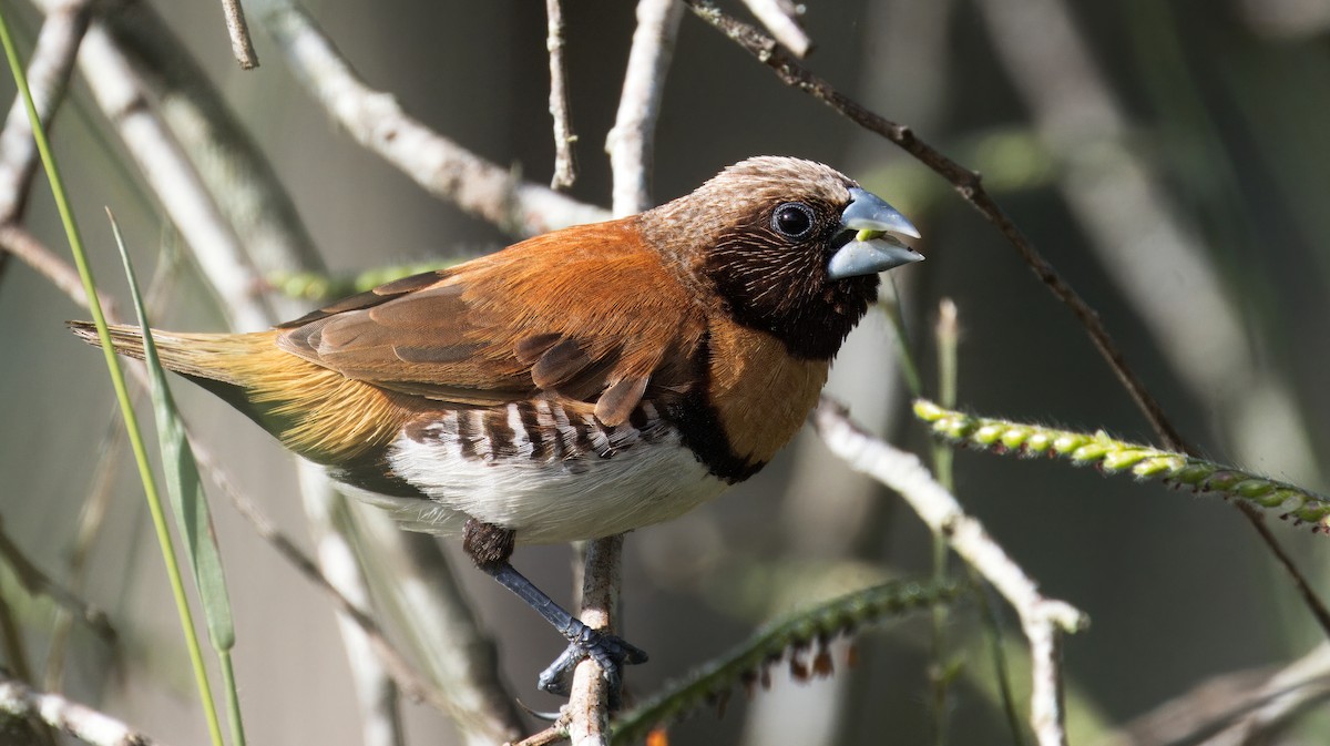 Chestnut-breasted Munia - Tom Tarrant