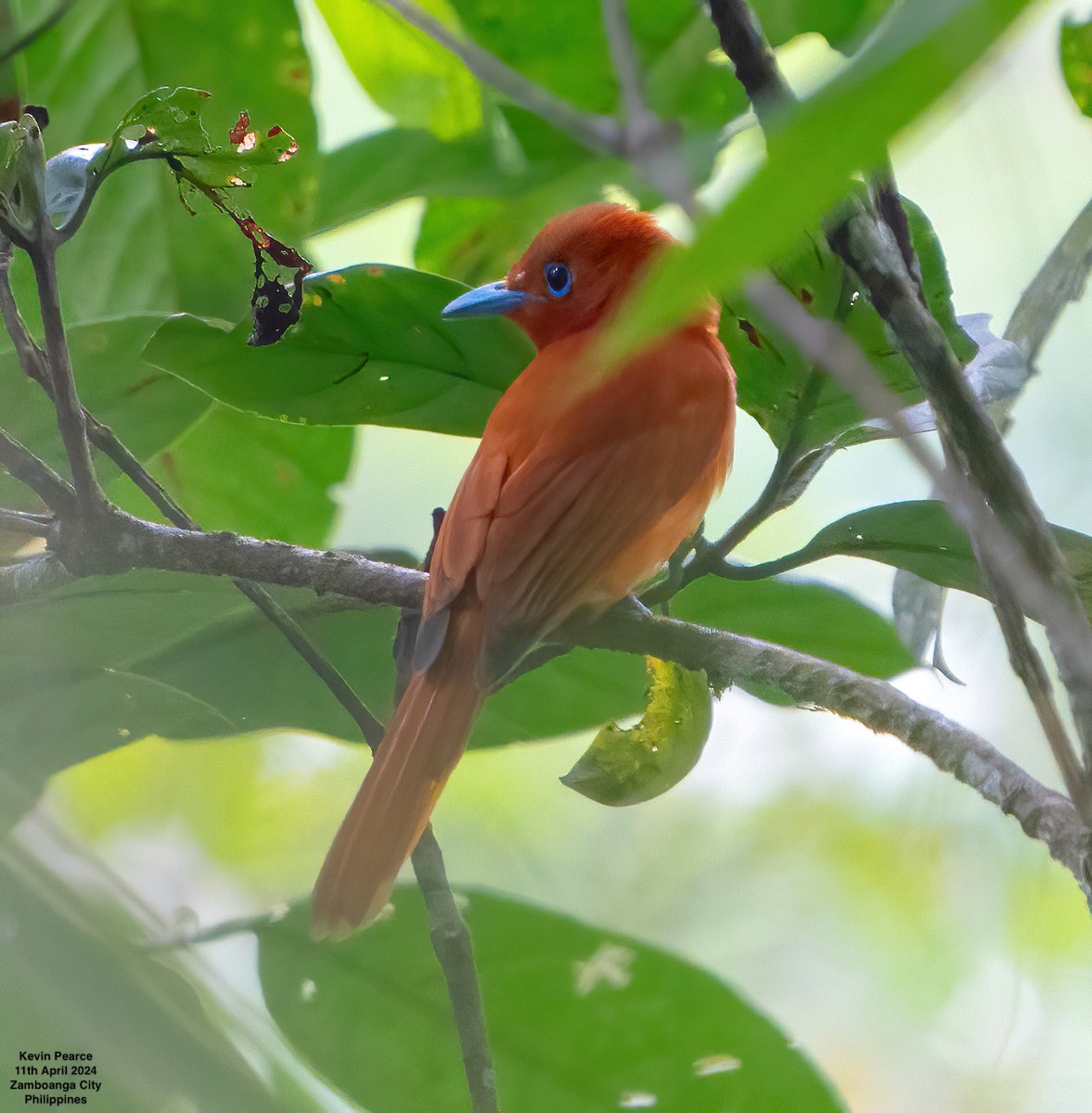 Rufous Paradise-Flycatcher - Kevin Pearce