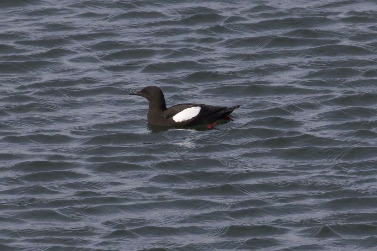 Black Guillemot - ML61728951