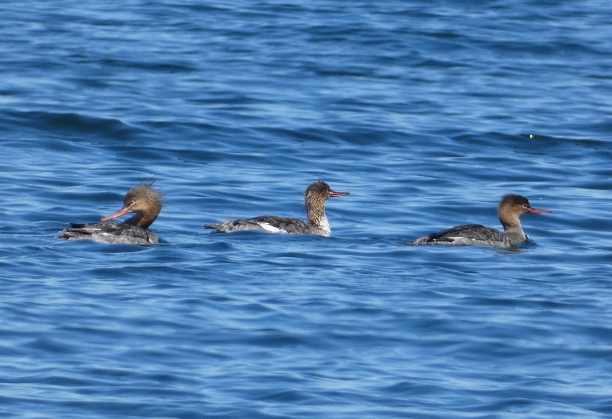 Red-breasted Merganser - ML617289525