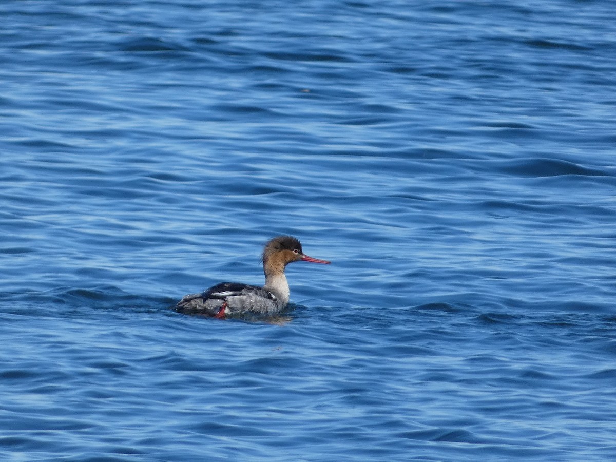 Red-breasted Merganser - ML617289531