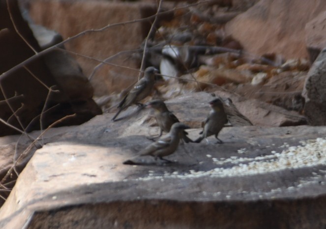 Yellow-throated Sparrow - ML617289586