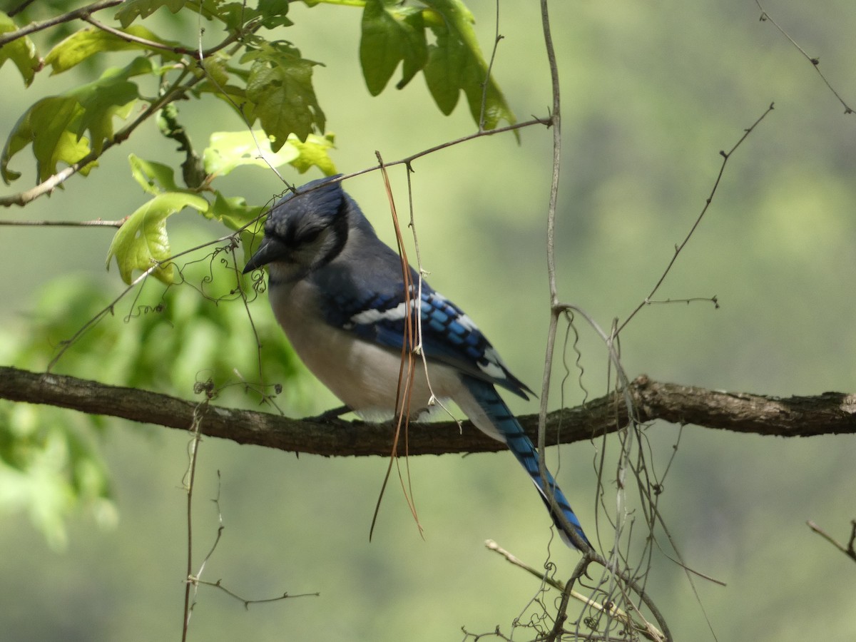 Blue Jay - ML617289607