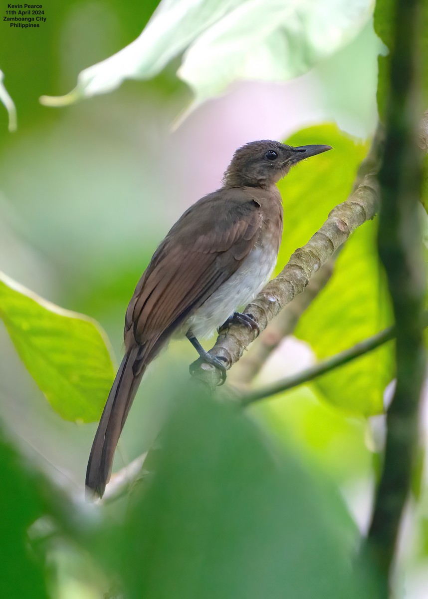 Zamboanga Bulbul - ML617289662