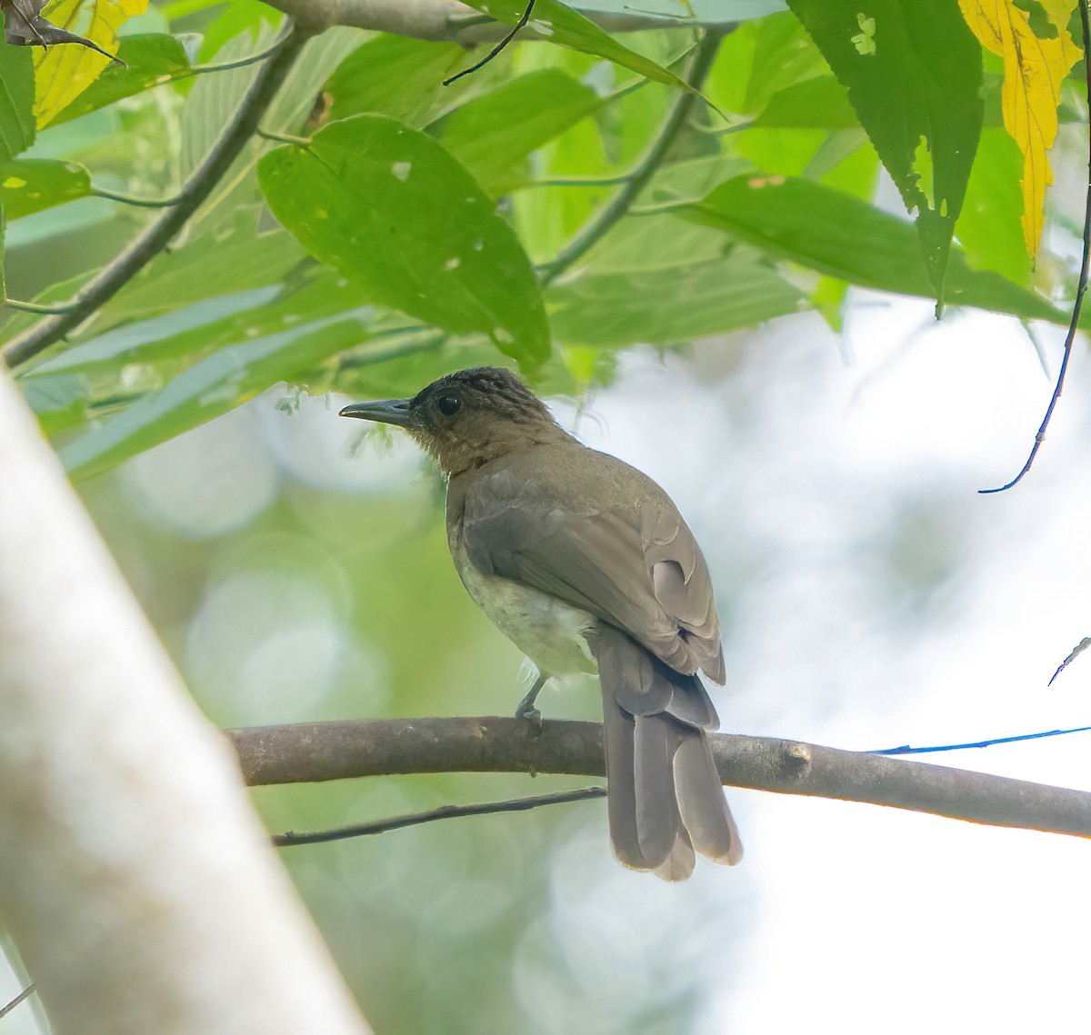 Bulbul à gorge rousse - ML617289664