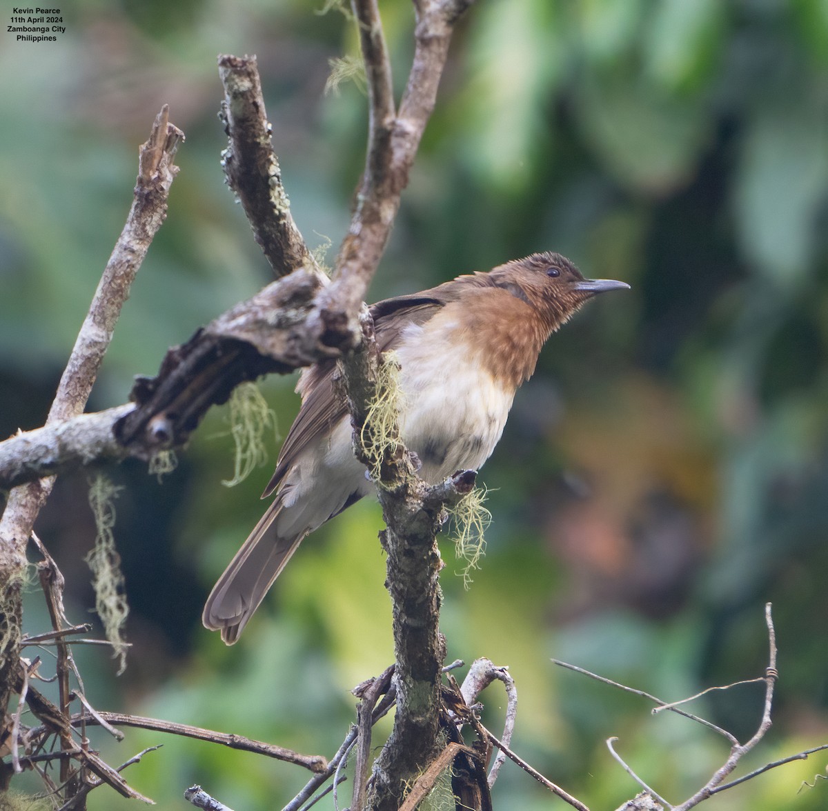 Bulbul à gorge rousse - ML617289670