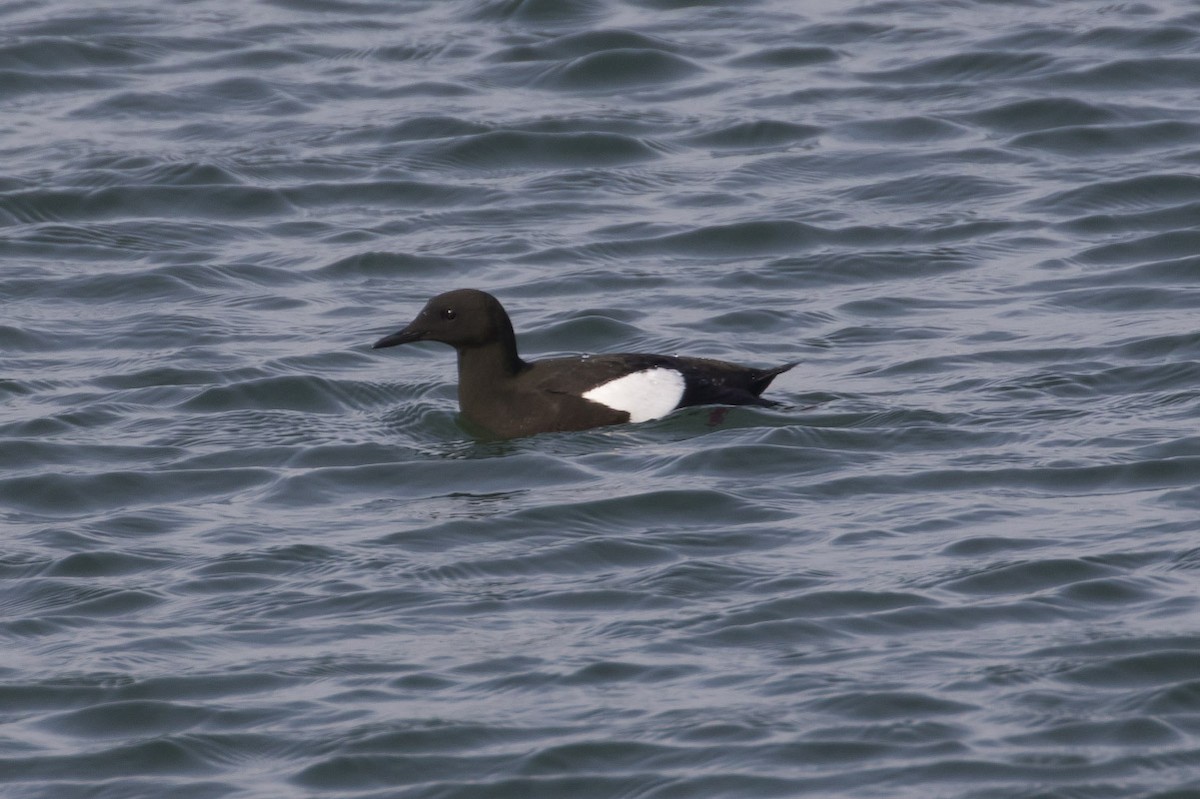 Black Guillemot - ML61728971