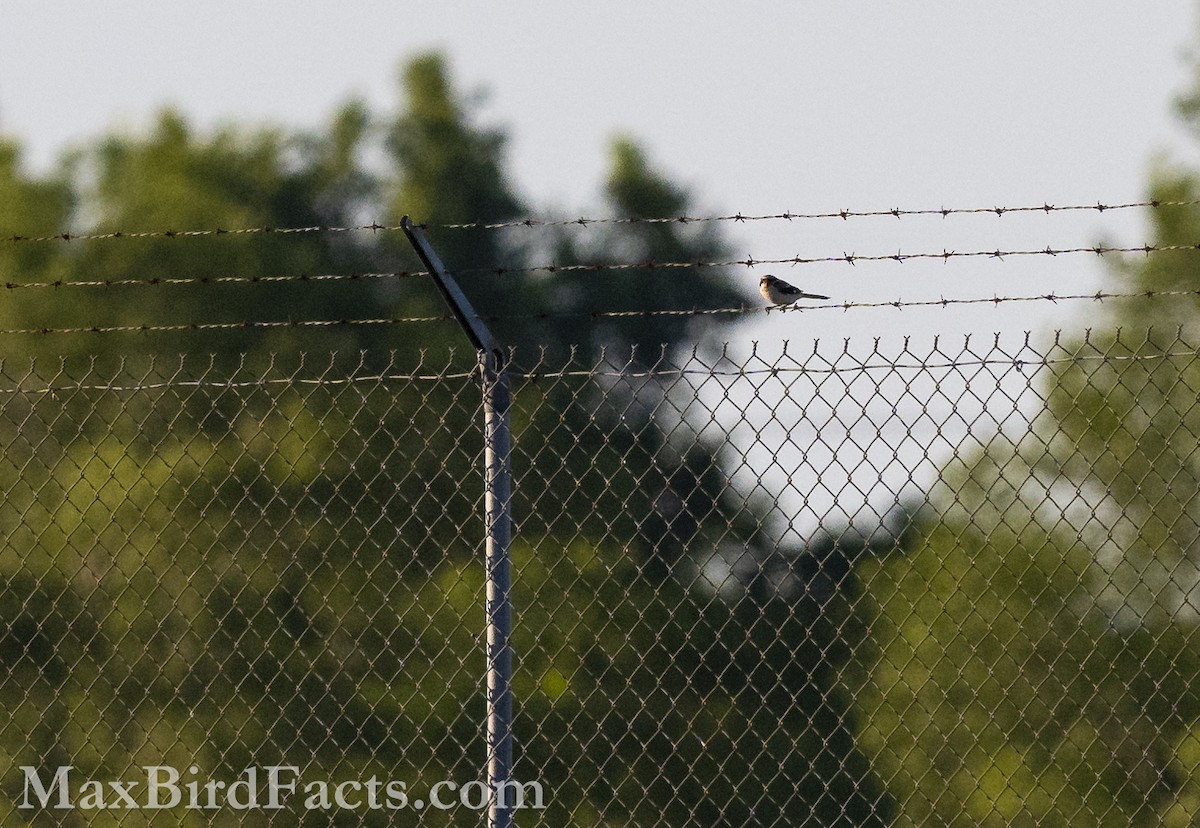 Loggerhead Shrike - ML617289769