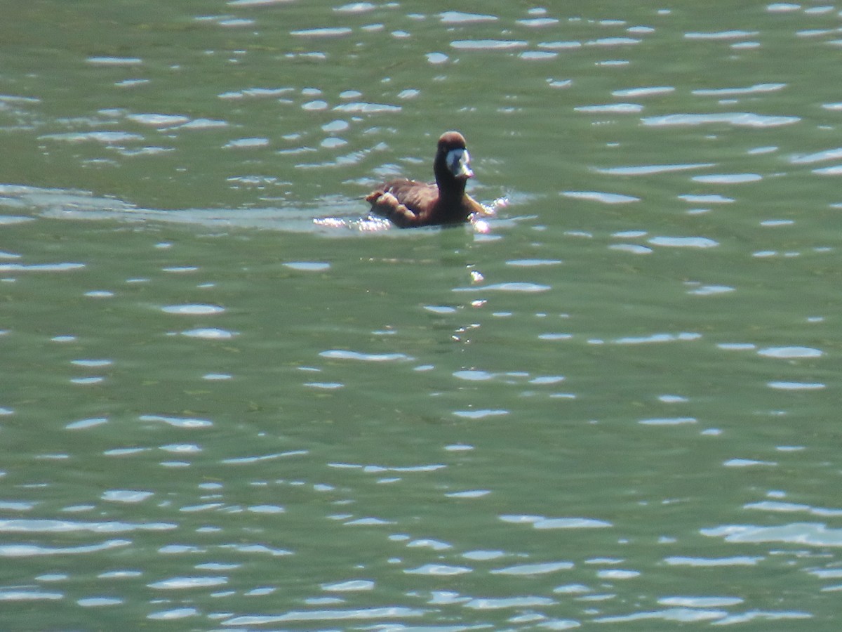 Lesser Scaup - Sherry Gray