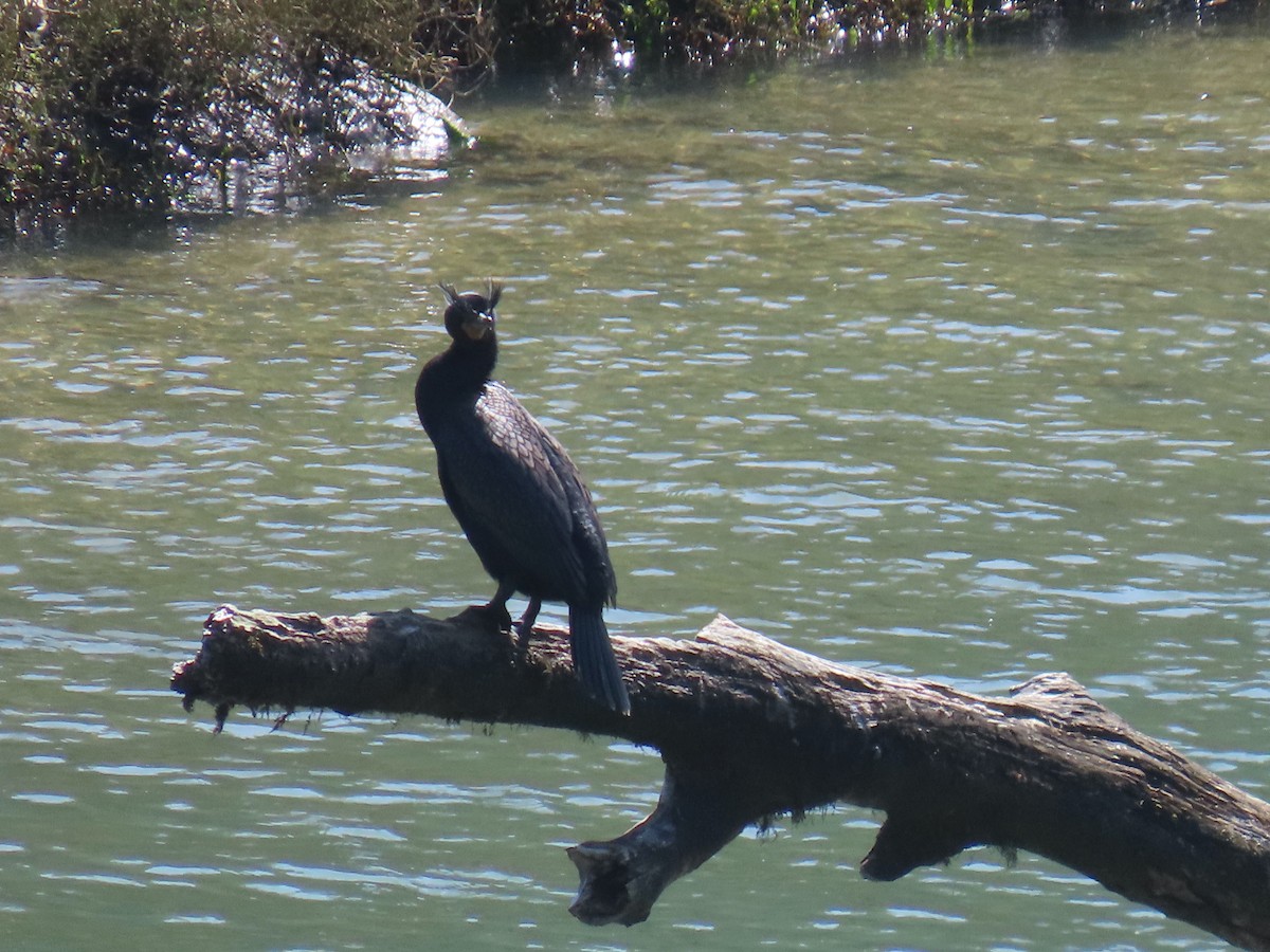 Double-crested Cormorant - Sherry Gray