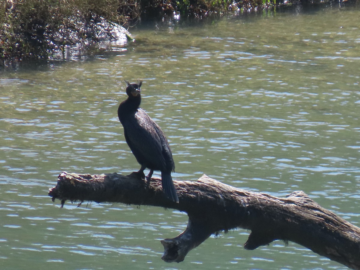 Cormorán Orejudo - ML617289784