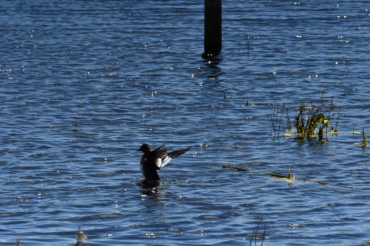 Common Goldeneye - ML617289803