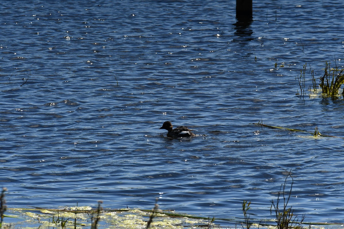 Common Goldeneye - ML617289805