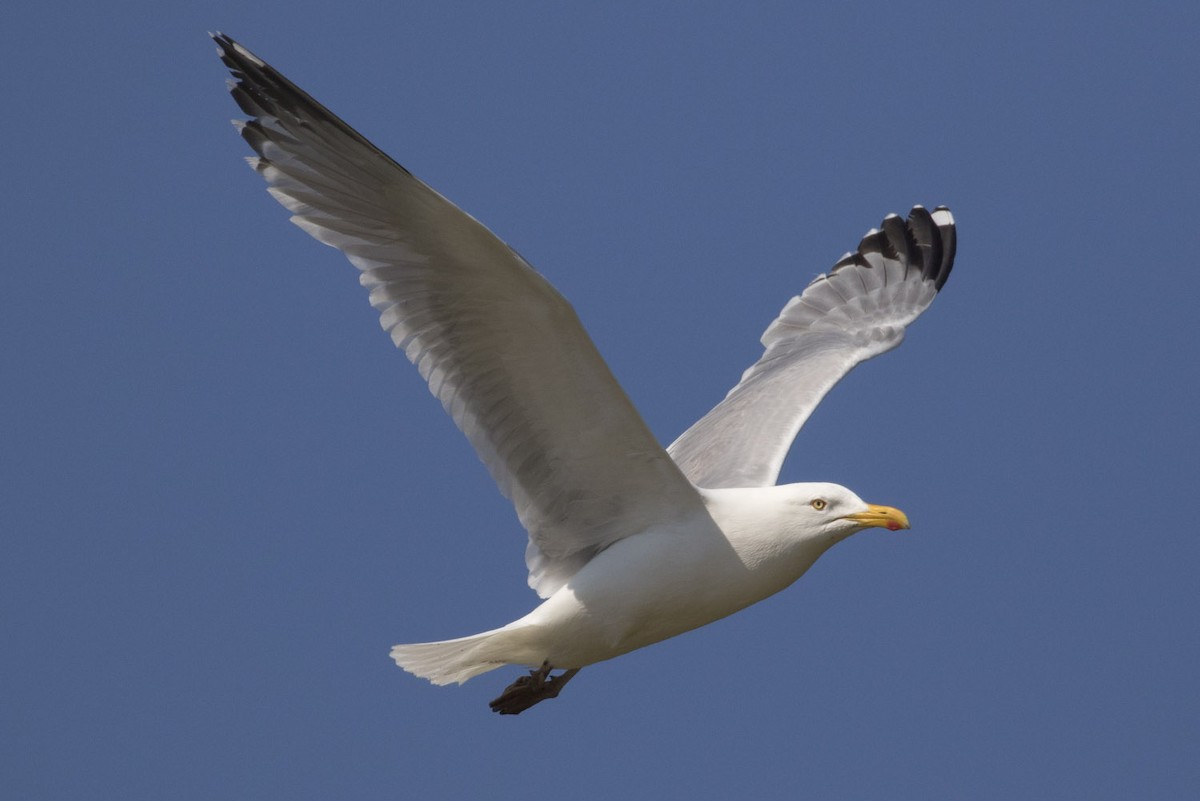 Gaviota Argéntea (americana) - ML61728981