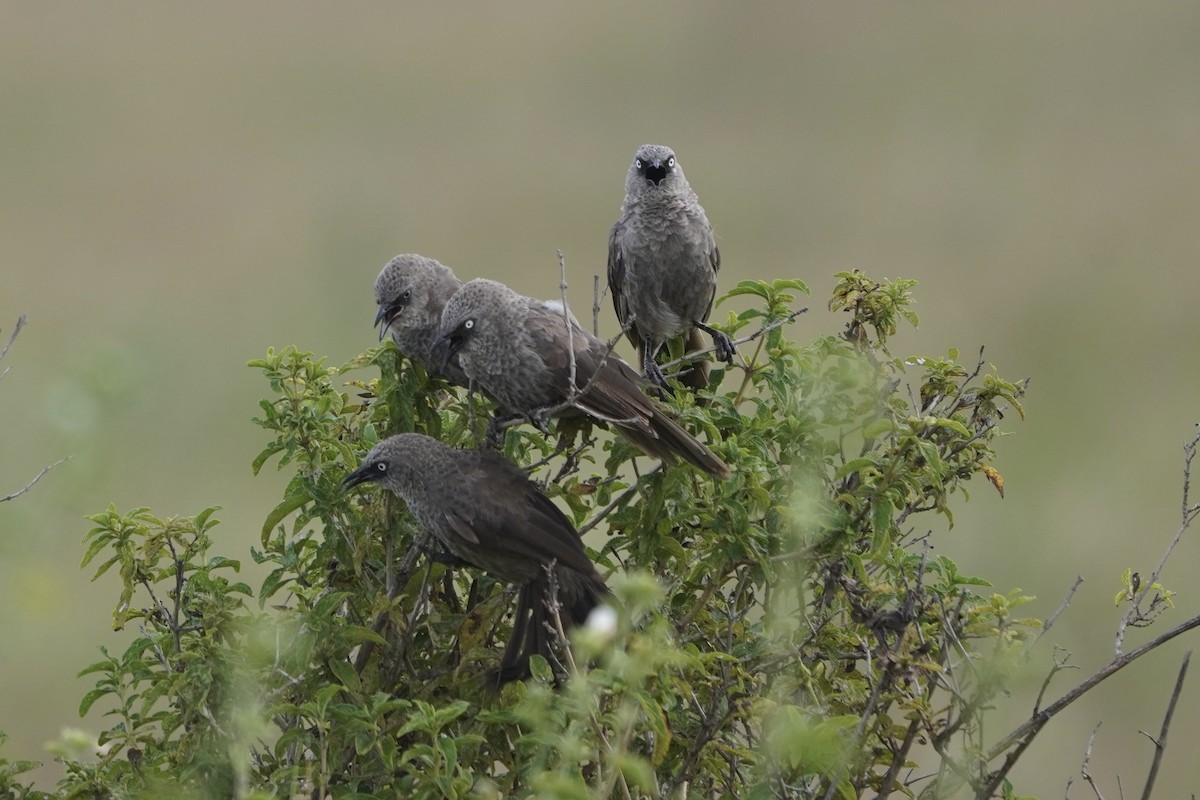 Black-lored Babbler - ML617289810