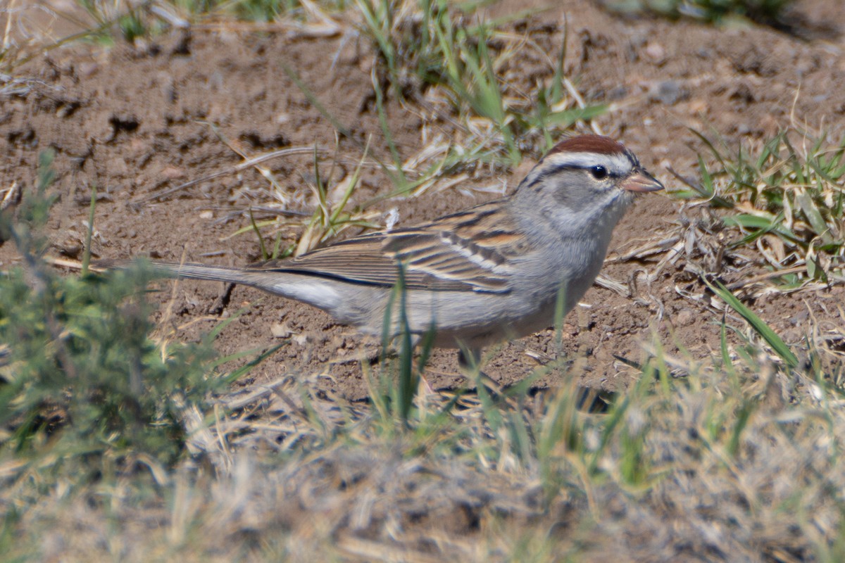 Chipping Sparrow - ML617289862