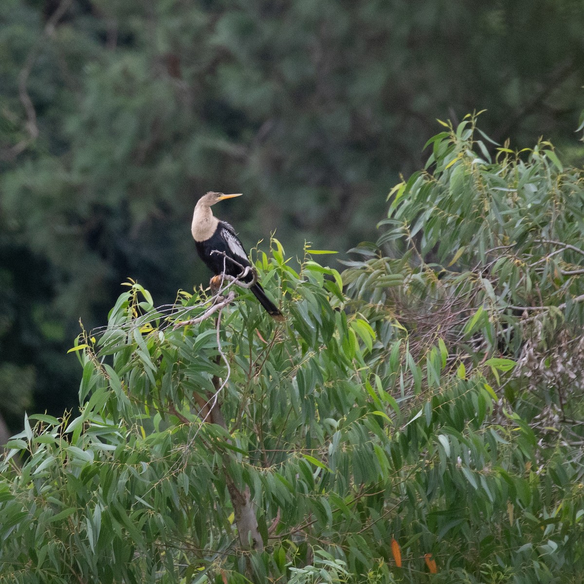 Anhinga Americana - ML617289874