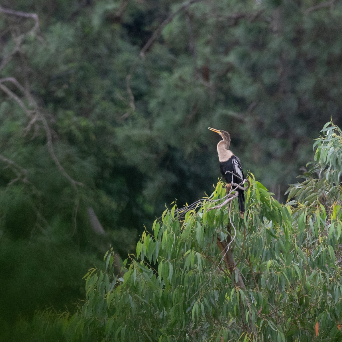 anhinga americká - ML617289876