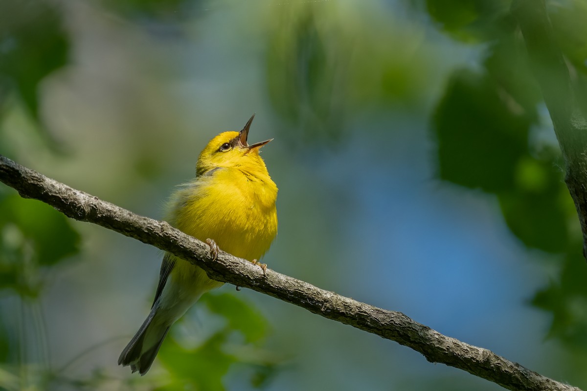 Goldflügel-/Blauflügel-Waldsänger - ML617289882