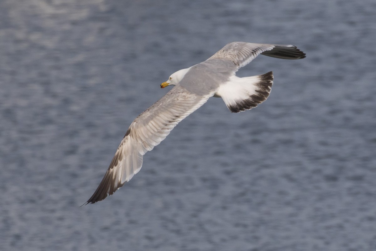 Gaviota Argéntea (americana) - ML61728991