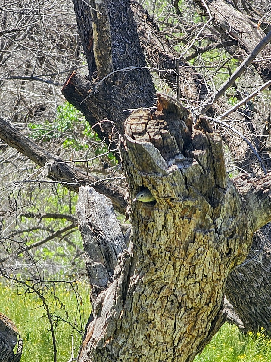 Lucy's Warbler - ML617289918