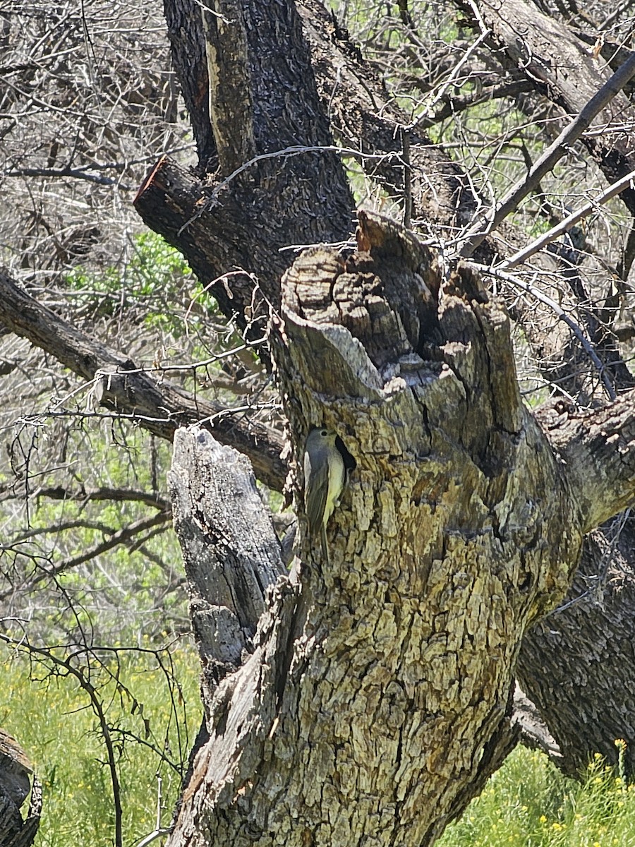 Lucy's Warbler - ML617289919