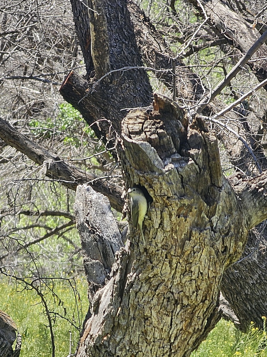 Lucy's Warbler - ML617289920