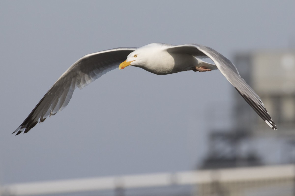 Gaviota Argéntea (americana) - ML61729001