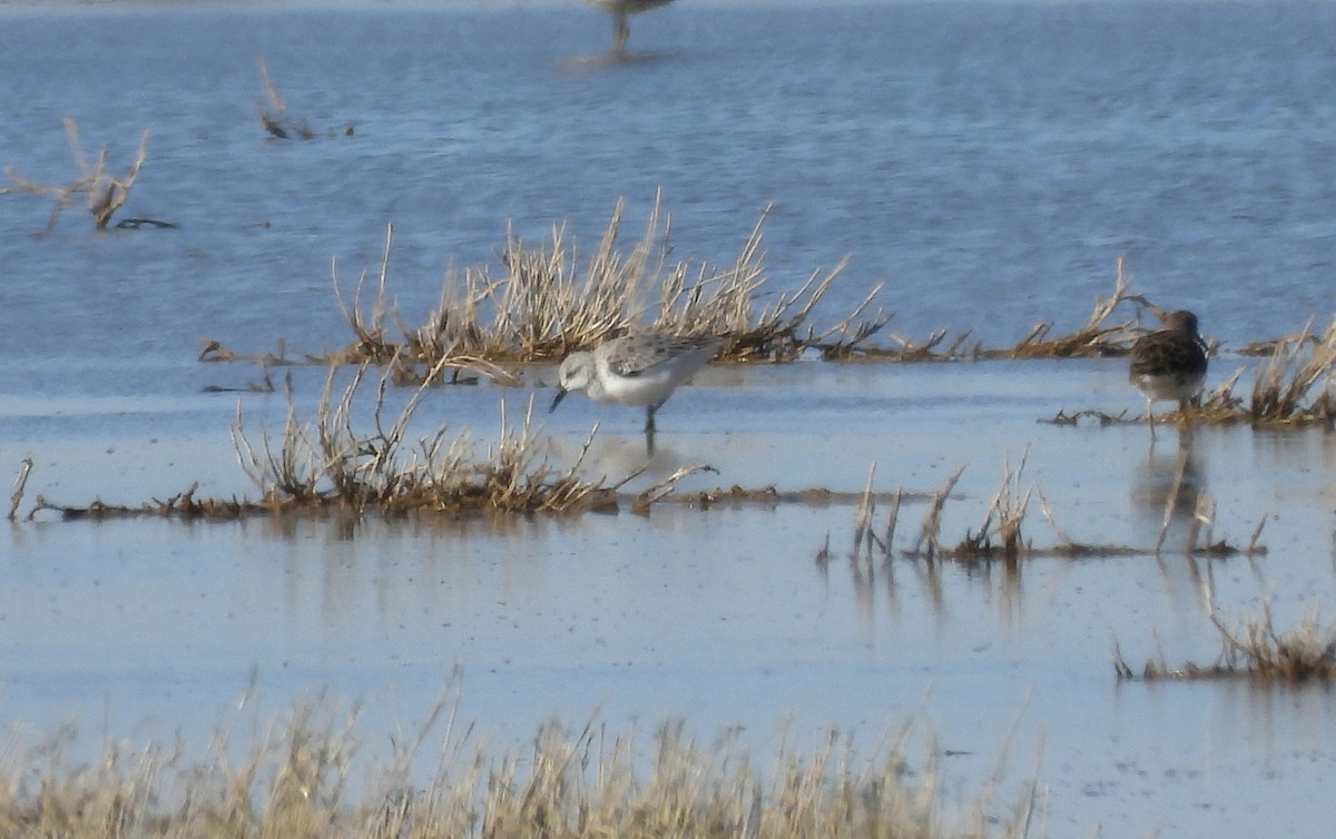 Sanderling - Nancy Hetrick