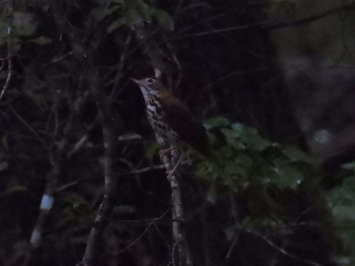 Wood Thrush - ML617290043