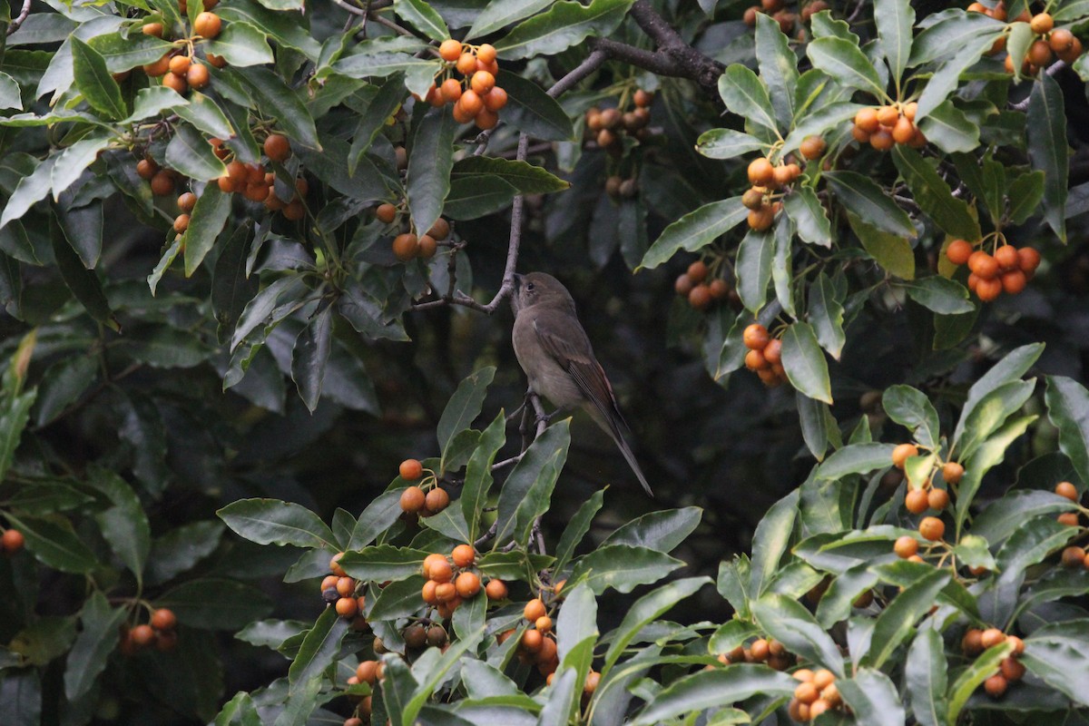 Golden Whistler (Eastern) - ML617290050