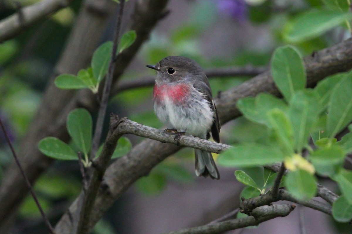 Rose Robin - ML617290067