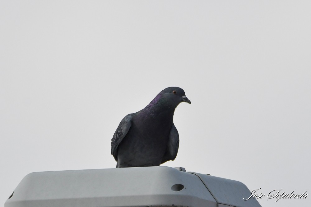 Rock Pigeon (Feral Pigeon) - ML617290126