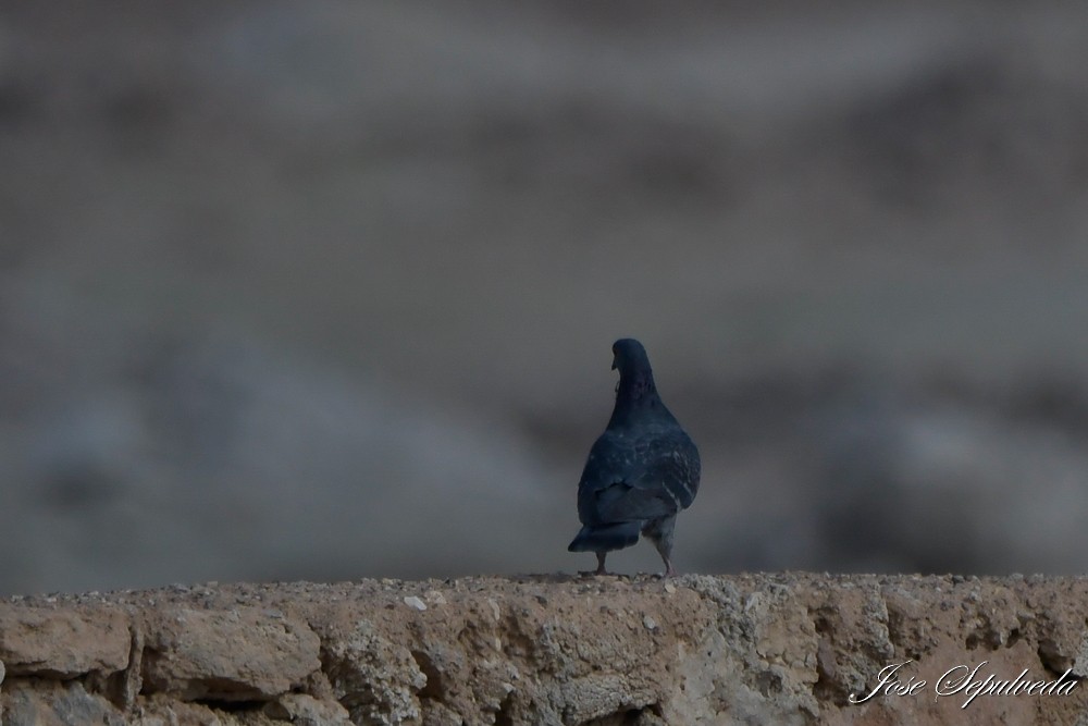 Rock Pigeon (Feral Pigeon) - ML617290128