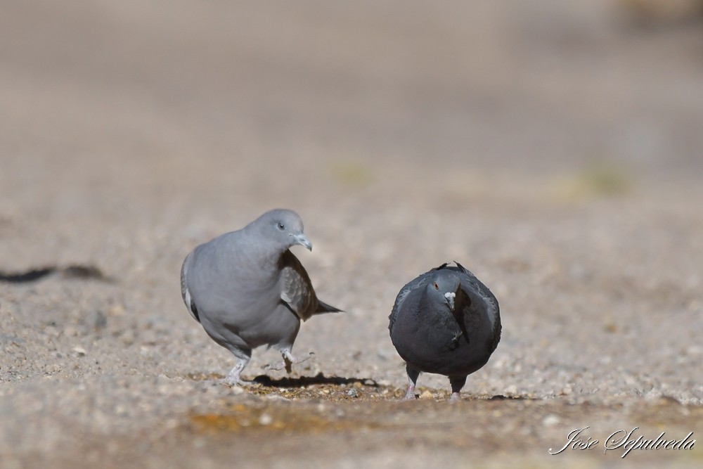 Rock Pigeon (Feral Pigeon) - José Sepúlveda