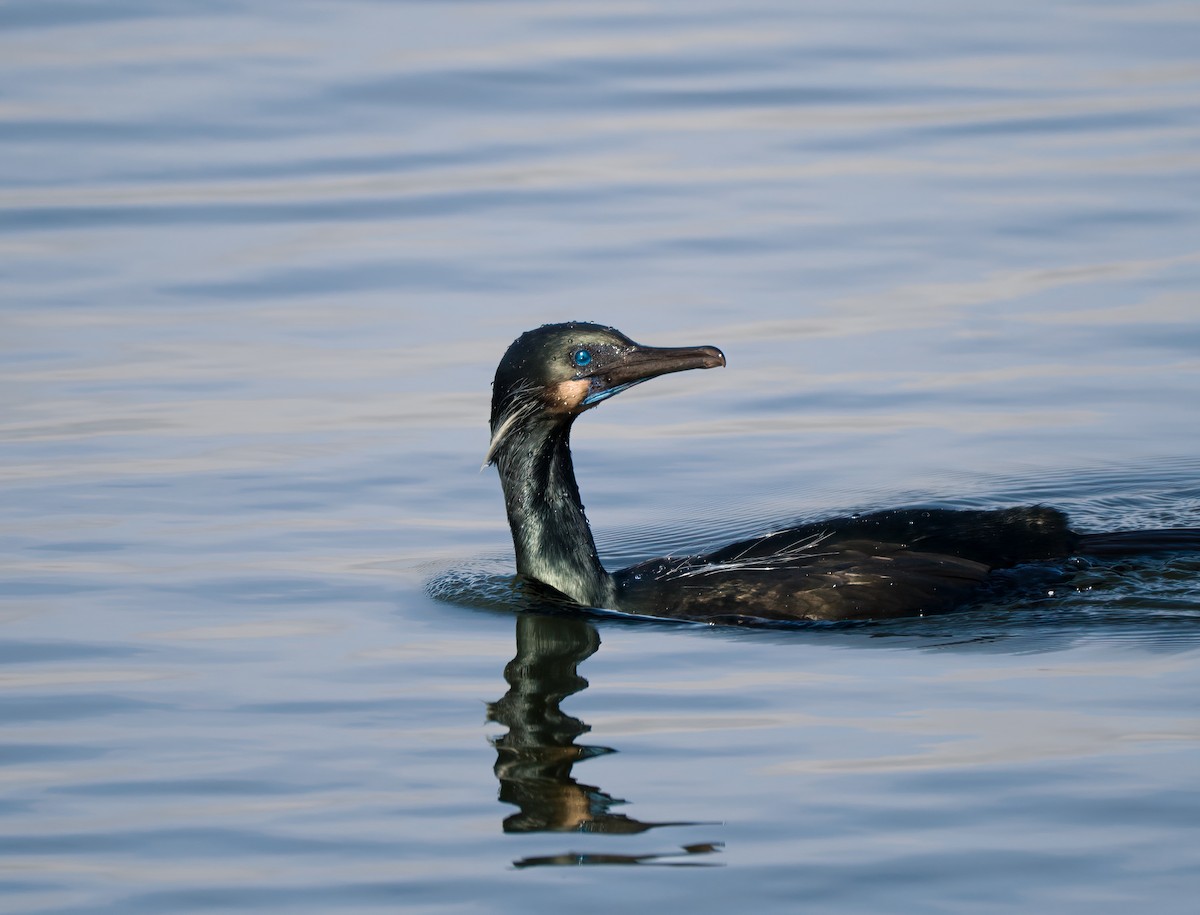 Brandt's Cormorant - Jake Bonello