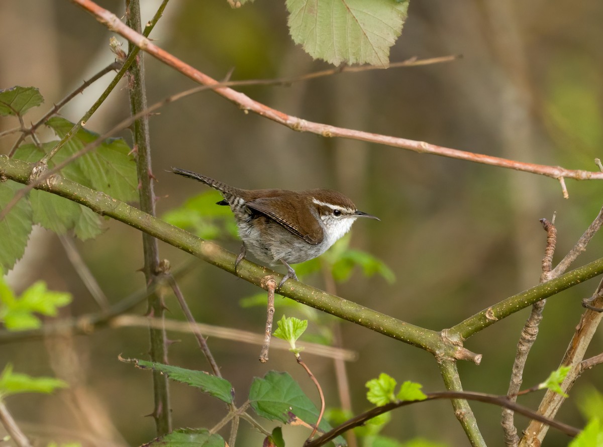 Bewick's Wren - Jake Bonello