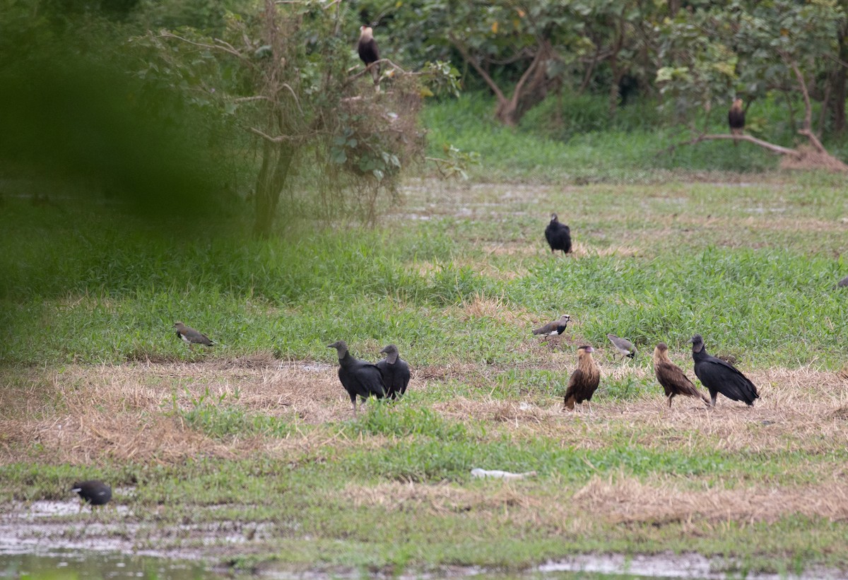 Caracara Carancho - ML617290154