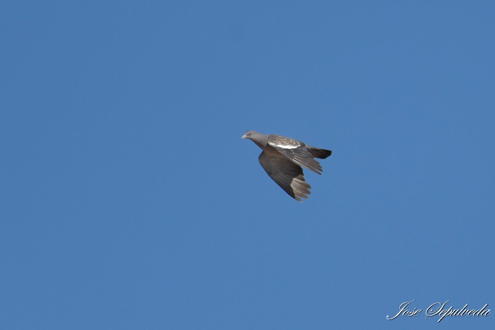 Spot-winged Pigeon - ML617290163