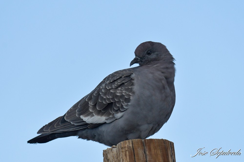 Spot-winged Pigeon - ML617290166