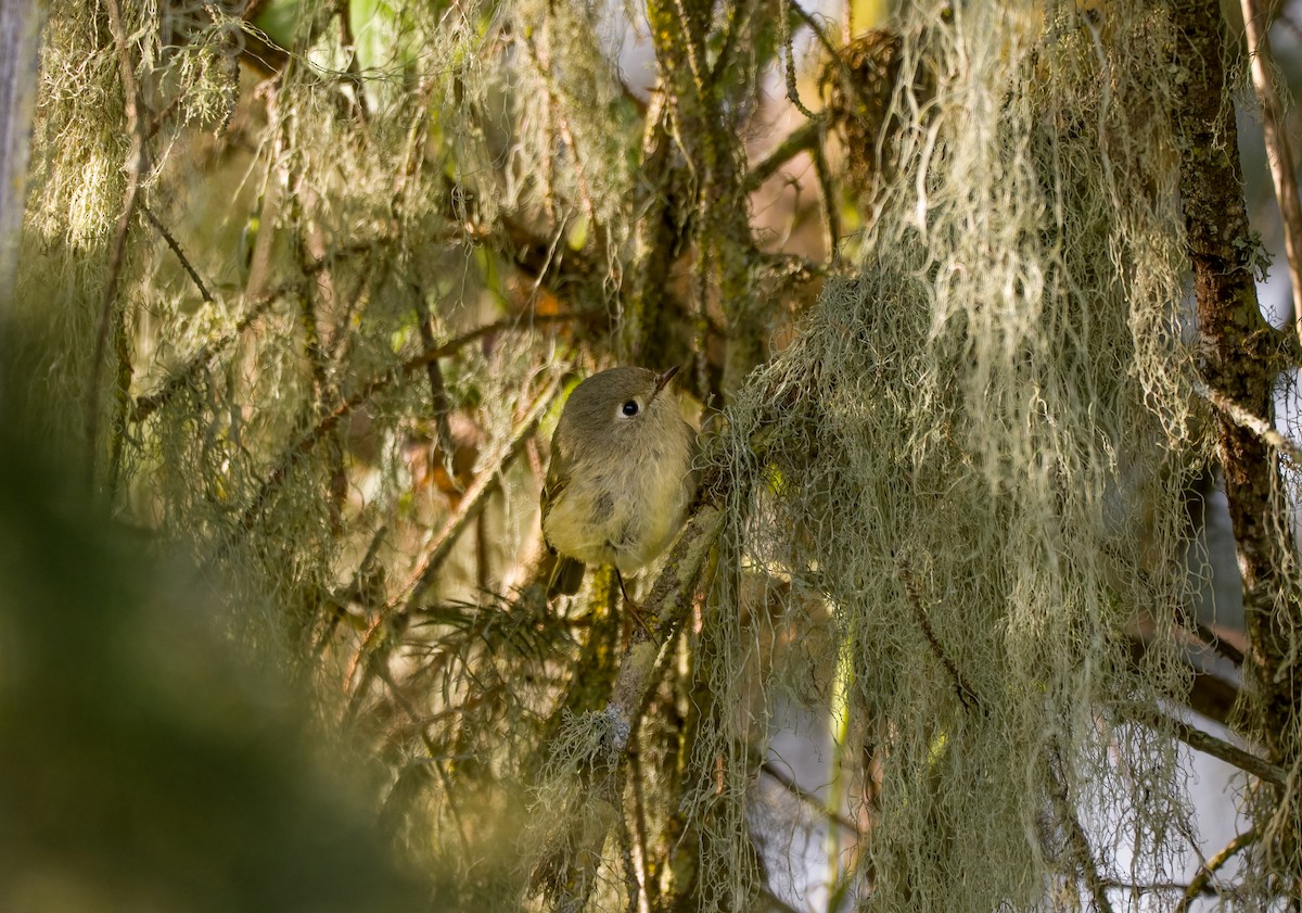 Ruby-crowned Kinglet - Jake Bonello